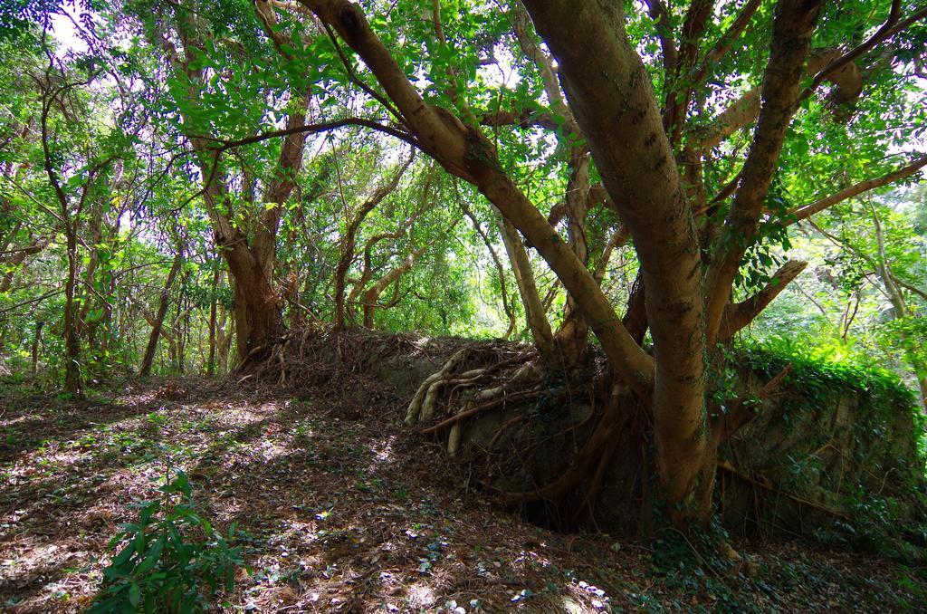 Cottage Views Yakushima  Exterior foto